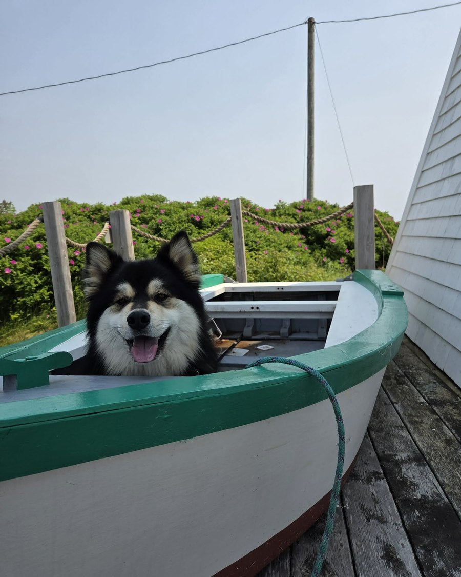 One of the Finnish Lapphunds looking over the side of a green and white dory on a wharf