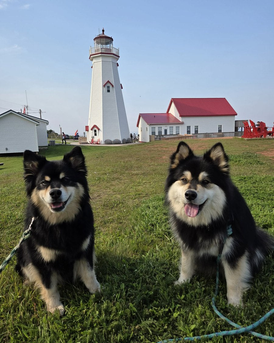 Timber and Tundra sitting on the lawn below a red and white lighthouse