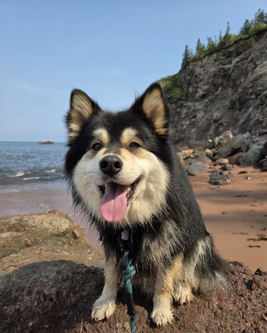 One of the Finnish Lapphunds sitting above a red sand beach with a sea cliff behind