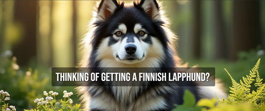 Close-up portrait of a Finnish Lapphund in a forest setting, with bold text overlay saying 'Thinking of Getting a Finnish Lapphund?' and a website header showcasing Lapphund Designs.