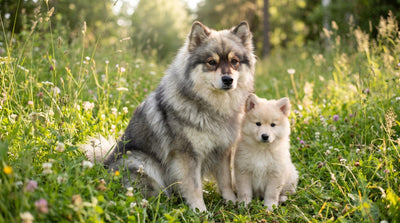 Finnish Lapphund puppies playing in a whelping pen at a reputable breeder's home