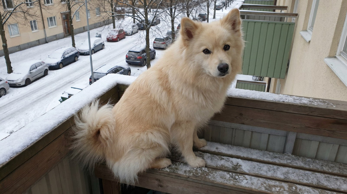 Cream Finnish Lapphund sitting on an apartment balcony above a snowy street
