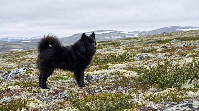 Black Finnish Lapphund standing on open arctic fell terrain