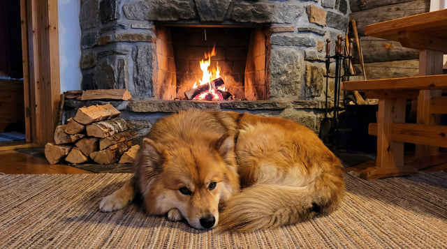 Sable Finnish Lapphund lying beside a stone fireplace in a cozy cabin