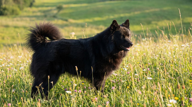 Black Finnish Lapphund standing in a summer meadow