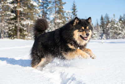 Black and tan Finnish Lapphund playing happily in deep snow with a fluffy curled tail