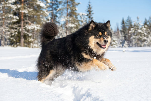 Black and tan Finnish Lapphund playing happily in deep snow with a fluffy curled tail