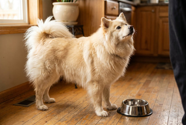 Cream Finnish Lapphund standing by its food bowl in a bright kitchen