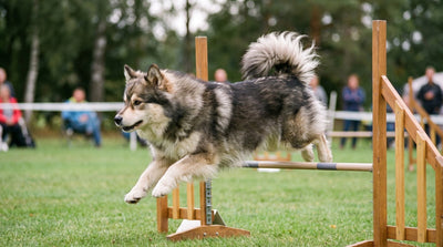 Wolf sable grey Finnish Lapphund jumping a low agility bar on grass