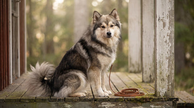 Grey wolf sable Finnish Lapphund sitting on a wooden porch beside a leash
