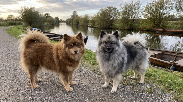 Brown Finnish Lapphund standing beside a silver grey Keeshond on a canal path