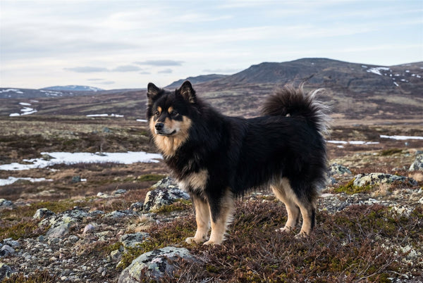 Black and tan Finnish Lapphund standing on open Arctic tundra