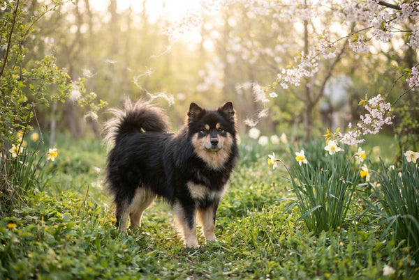 Black and tan Finnish Lapphund shedding loose fur in a sunny spring yard with its fluffy tail curled over the back