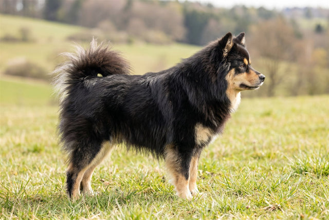 Black and tan Finnish Lapphund standing in profile showing its medium size and curled tail
