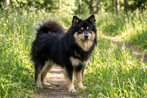 Black and tan Finnish Lapphund with a fluffy curled tail on a grassy trail