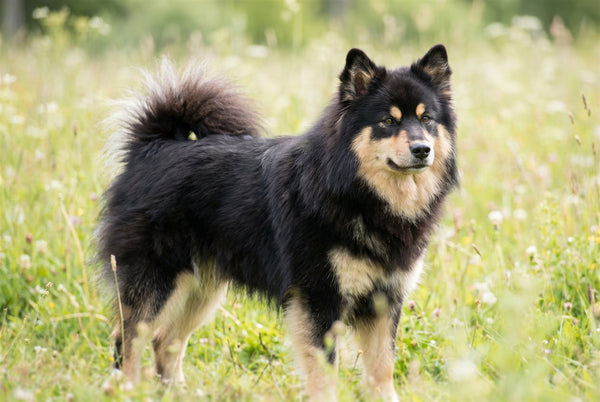 Black and tan Finnish Lapphund with a thick coat and fluffy curled tail standing outdoors