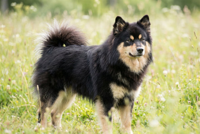 Black and tan Finnish Lapphund with a thick coat and fluffy curled tail standing outdoors
