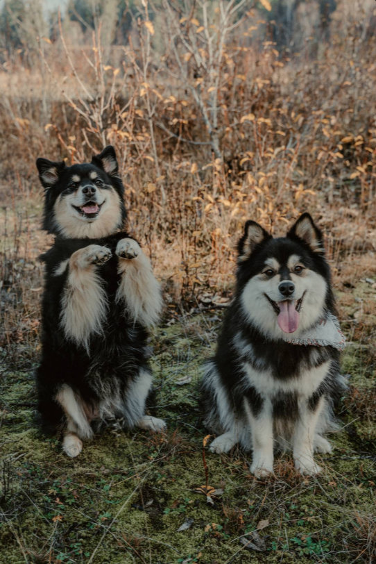 Finnish Lapphund owners with their dogs — Lapphund Designs brand story