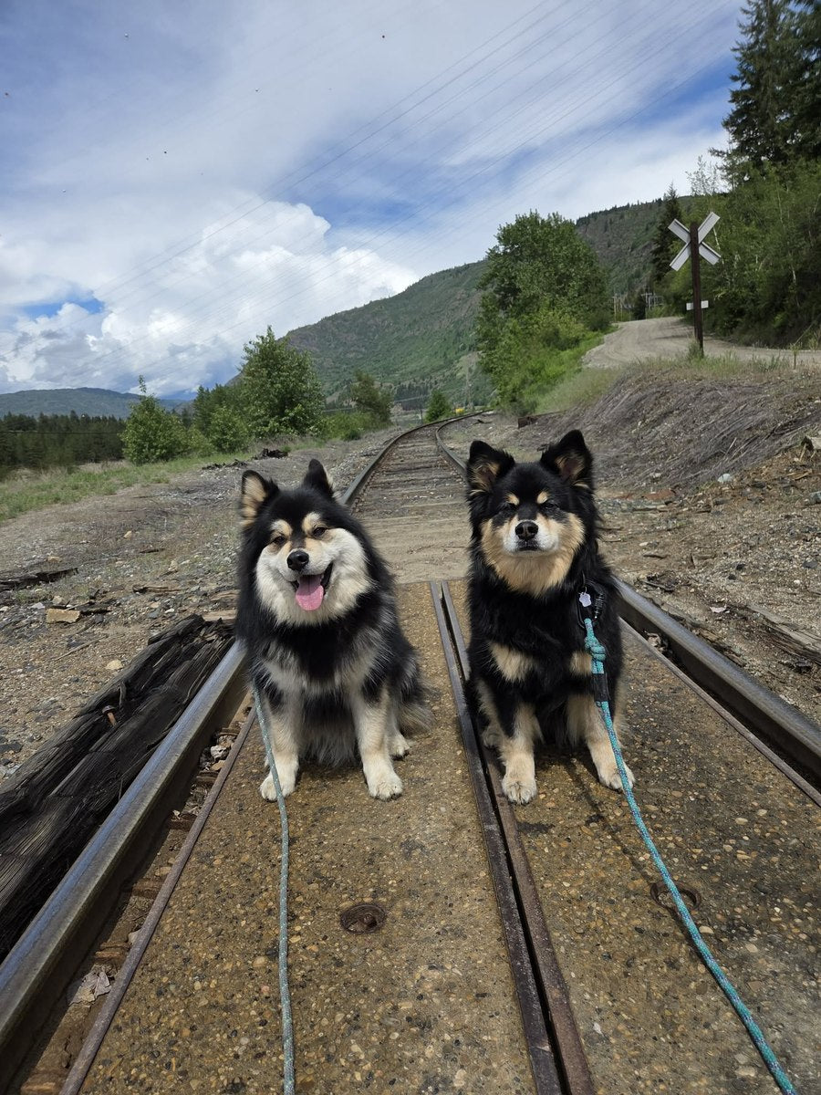 Timber and Tundra sitting between the rails of a railway line with hills behind them