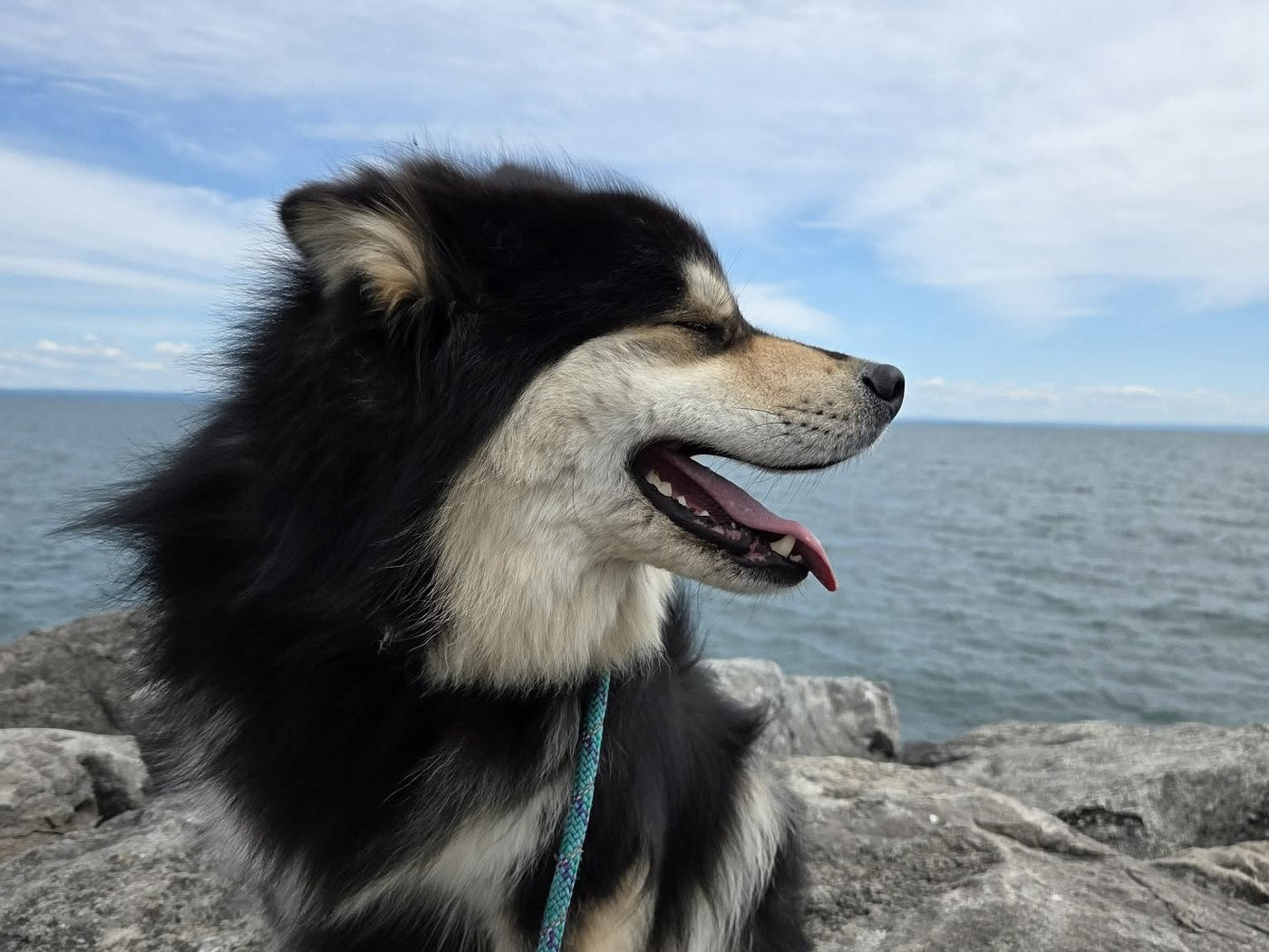 One of the Finnish Lapphunds sitting in profile on rocks looking out over the ocean