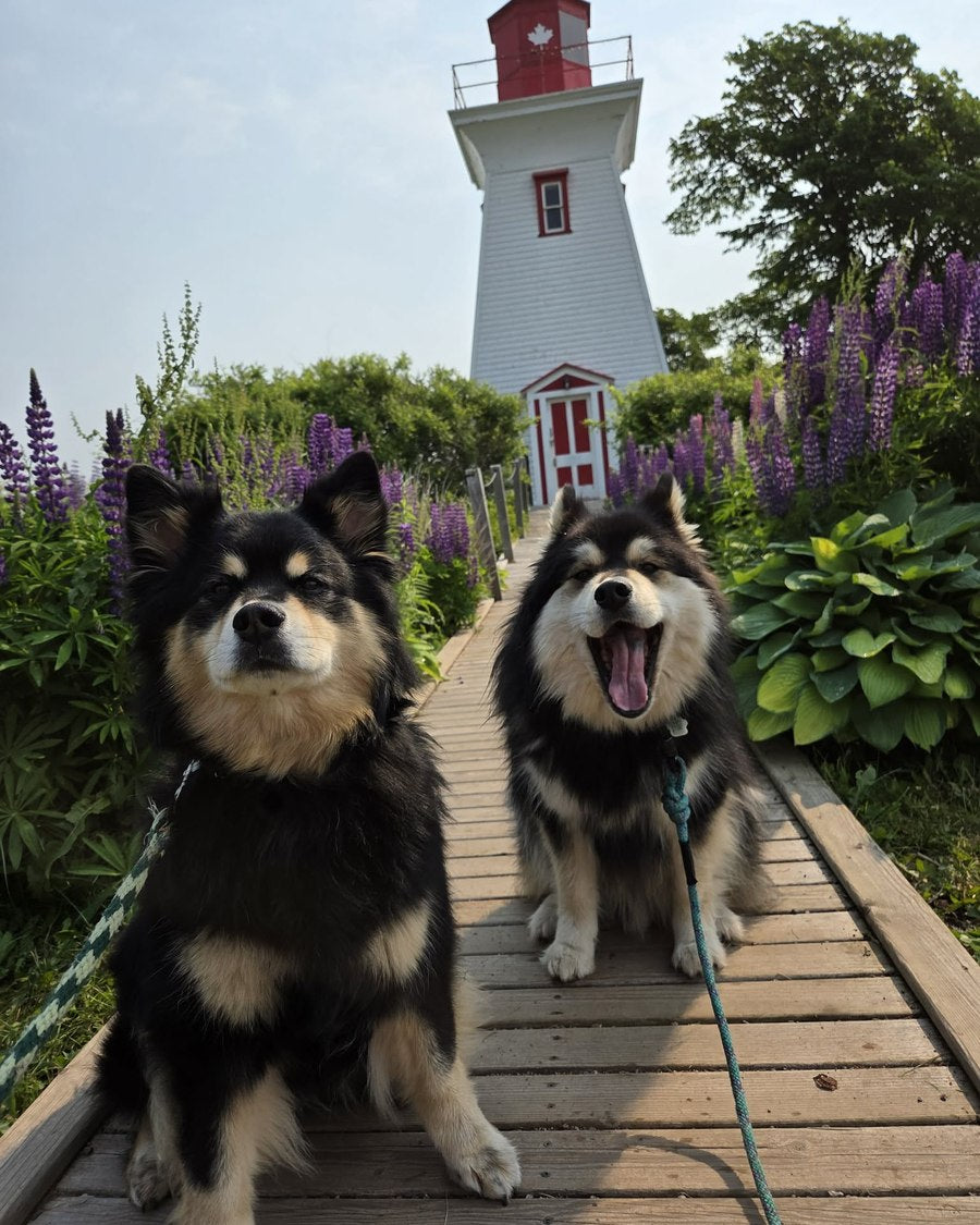 Timber and Tundra sitting on a boardwalk to a lighthouse with lupins on both sides