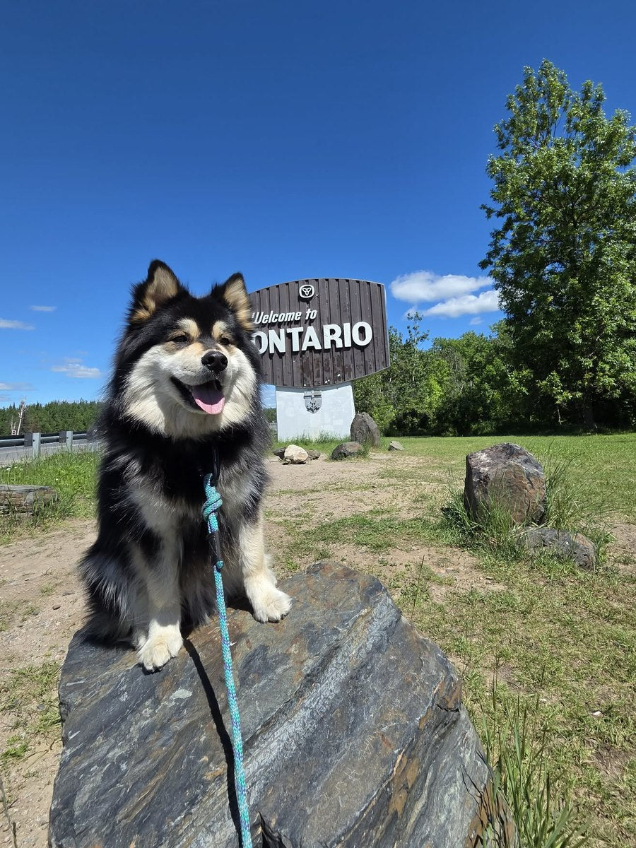 One of the Finnish Lapphunds sitting on a rock in front of a Welcome to Ontario sign