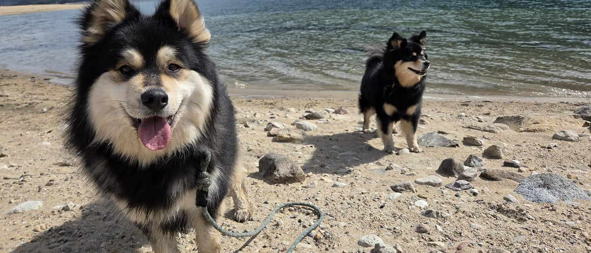Tundra close to the camera and Timber further along a sandy beach beside a lake