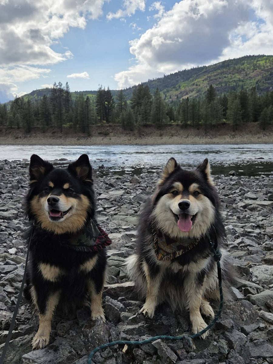 Timber and Tundra, the Finnish Lapphunds behind Lapphund Designs